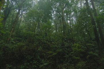 Mist covered tropical rainforest slope with dense green trees and lush vegetation © EkoPriyatno