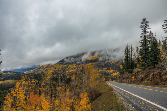 Autumn aspen trees with road leading to the mountains 