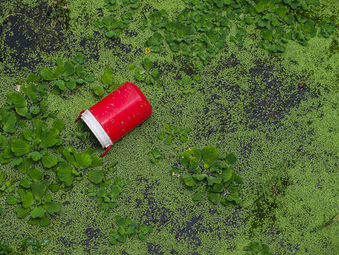red can and green plant