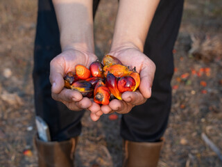 Fototapeta premium A hand holds a brightly colored palm fruit in natural light. Natural tones contrast with the fruit's rich, textured color. A person stands outdoors, with roots and soil visible. The image evokes a sen