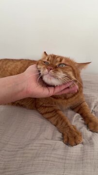 Happy adult relaxed orange cat laying down on the bed at home while woman petting him with her hand. Domestic pets life