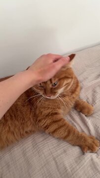 Happy adult relaxed orange cat laying down on the bed at home while woman petting him with her hand. Domestic pets life