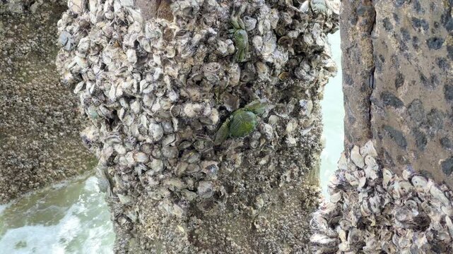 Small crabs crawling on a concrete pier pillar covered with barnacles and sea shells near the ocean