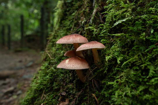 苔むした木の幹にはえるキノコ
