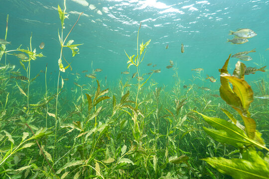 Freshwater lake ecosystem with fish swimming among aquatic plants