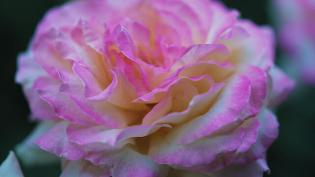 Soft pink and cream yellow rose blooming extreme macro close up shot