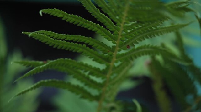 Green fern leaf swaying in wind close up macro shot
