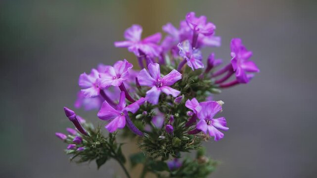 Purple phlox flower inflorescence blooming close up macro shot