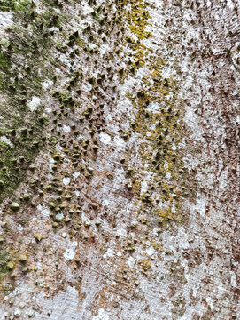 Close-up Texture of Thorny Tree Bark with Moss and Lichen. Kebun Raya Bogor, Indonesia
