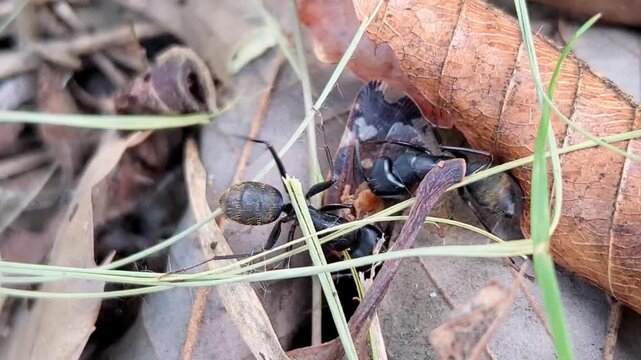 Extreme macro of two giant black worker ants pulling a large brown bug under dry leaf litter, showcasing wild insect hunting and survival instinct.