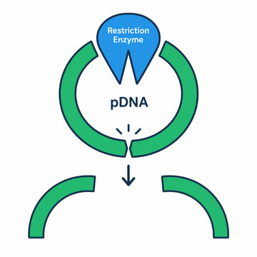 Restriction enzyme cutting pDNA plasmid vector diagram
