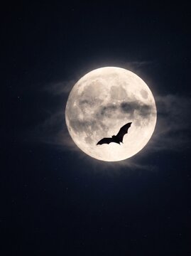Silhouette of Bat Flying Across Bright Full Moon in Night Sky.