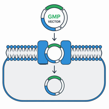 GMP plasmid vector delivery across cell membrane diagram