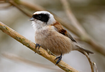 Eurasian Penduline Tit Bird On A Branch © tan4ikk