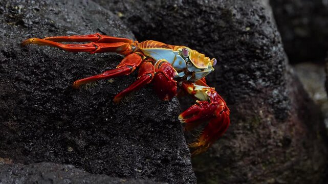Sally lightfoot crab in Galapagos, Grapsus grapsus close up