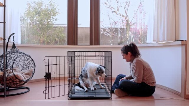 Woman training her australian shepherd dog with crate