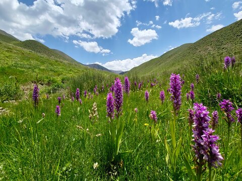 meadow with flowers