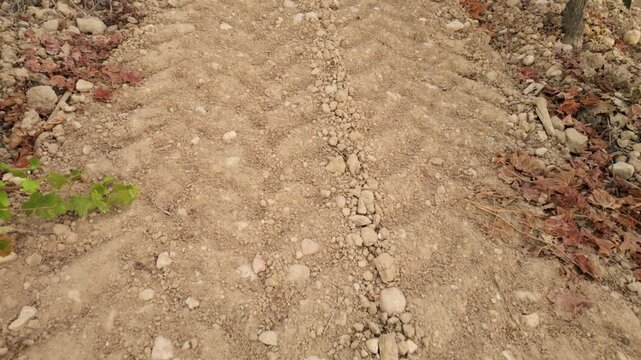 Slow movement between vineyard rows along a dirt track marked by tractor tire tracks