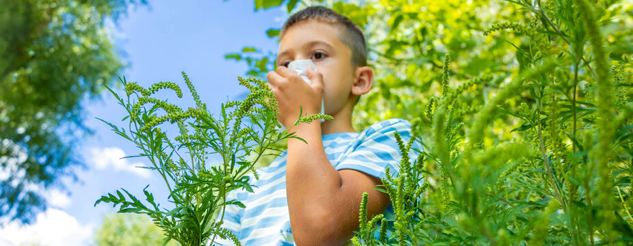Child sneezing and wiping nose due to seasonal ragweed pollen allergy concept