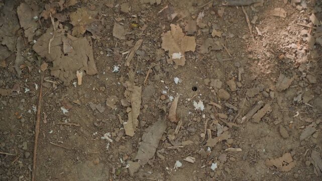 Close up of dry soil with scattered brown leaves and small debris. Natural outdoor setting featuring earthy textures organic materials like leaf litter and twigs under soft daylight. Ground