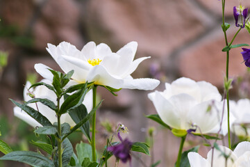White Peony Flowers Blooming Outdoors © Sasha