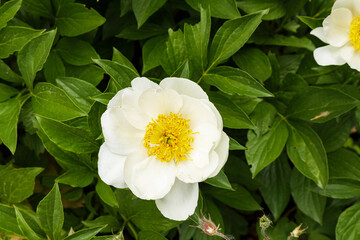 White Peony Flower Blooming in Green Garden © Sasha