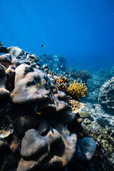 Plate coral and reef fish on tropical coral reef illuminated by sunlight in ocean. © PIPE DIVE UNDERWATER