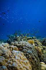 School of yellowtail snapper fish swimming over coral reef in deep blue ocean. © PIPE DIVE UNDERWATER
