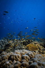 School of yellowtail snapper fish swimming over coral reef in deep blue ocean. © PIPE DIVE UNDERWATER