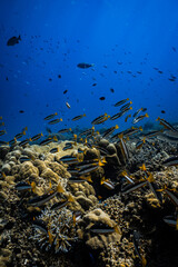 School of yellowtail snapper fish swimming over coral reef in deep blue ocean. © PIPE DIVE UNDERWATER