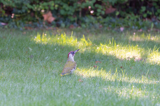 Birds of Germany - Picus viridis - European Green Woodpecker Foraging on Ground