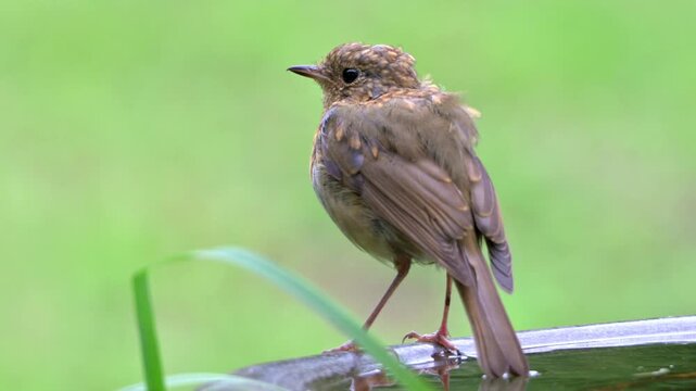 Robin (Erithacus rubecula) juvenile with mostly immature plumage but adult feathers appearing, on a garden bird bath.  September, Kent, UK [Slow motion x5]
