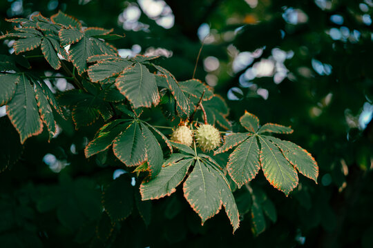 Close-up of horse chestnut leaves and developing conkers on a branch