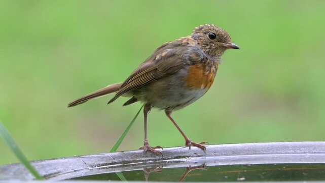Robin (Erithacus rubecula) juvenile with immature plumage around the head but adult feathers and red breast appearing - on a garden bird bath.  September, Kent, UK [Slow motion x4]