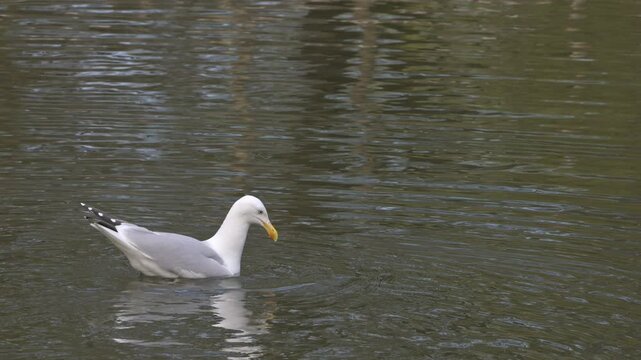 Herring Gull (Larus argentatus) diving - unsuccessfully - into a lake to catch food. September, kent, UK [Slow motion x5]
