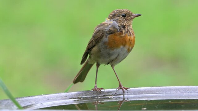 Robin (Erithacus rubecula) juvenile with immature plumage around the head but adult feathers and red breast appearing - on a garden bird bath.  September, Kent, UK [Slow motion x4]