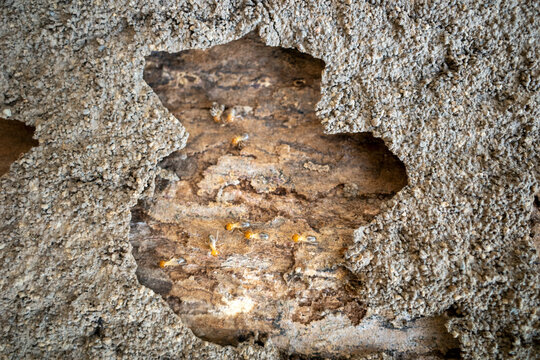 Termites Crawling on Damaged Wood inside Mud Tube