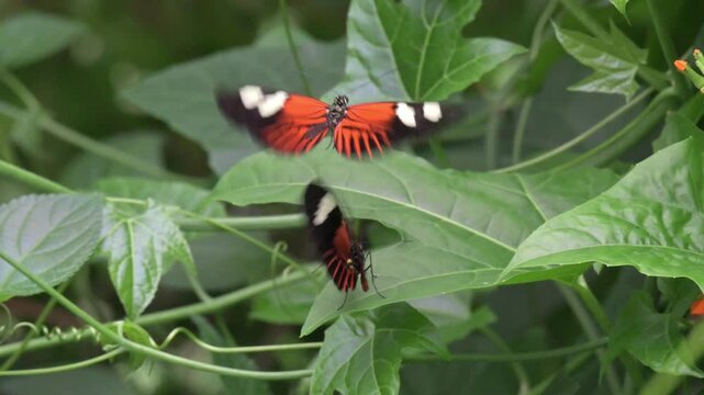 Postman butterfly (Heliconius melpomene - C and S America) male hovering above a female hoping - in vain - to mate. Captive, UK [Slow motion x4]