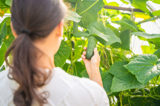 Woman picking cucumbers from plants in greenhouse garden. Harvesting homegrown vegetables represents organic food, healthy eating and self sufficient lifestyle