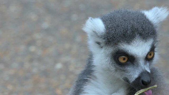 Ring Tailed lemur (Lemur catta) chewing a stick in slow motion. Captive, UK. [Slow motion x5]