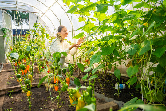 Woman picking cucumber from vine among vegetables in home greenhouse. Harvesting homegrown produce represents organic food and self sufficient gardening
