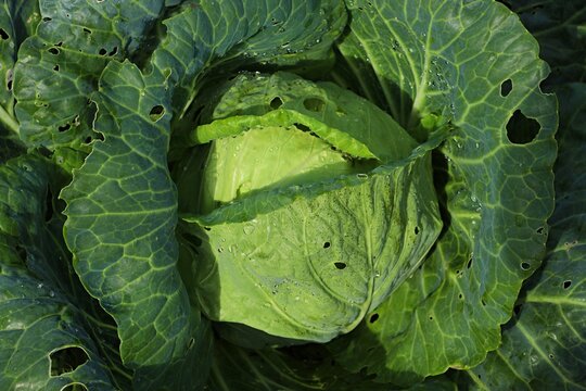 Vegetable crop, White cabbage, Brassica oleracea