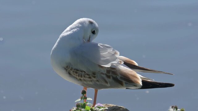 Black Headed Gull (Chroicocephalus ridibundus) juvenile still with immature brown wing feathers preening its plumage by a lake. September, Kent, UK [Slow motion x4]