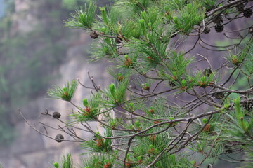 Ancient pine branches with background of ancient karst pillars at Huangshizhai (Yellow Stone Village) in Zhangjiajie National Forest Park, Hunan Province of China © Crystaltmc