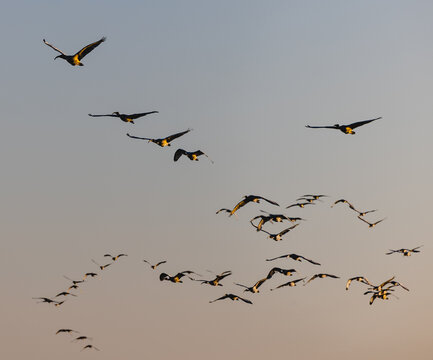 Birds flock flying across Rosolina sky at sunset