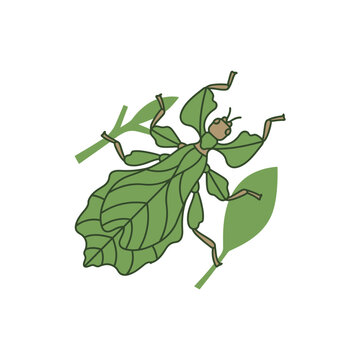 Green Phyllium Walking Leaf Insect Illustration with Foliage
