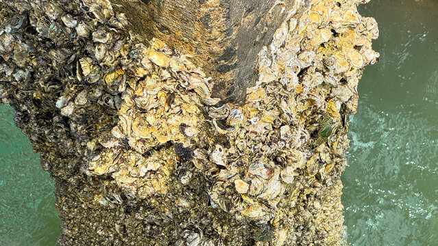 Close-up of wild oysters and barnacles encrusted on a concrete pier pillar by the sea