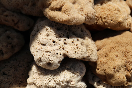 The Greek island of Symi is famous for the fishing and sale of sea sponges used in showers.