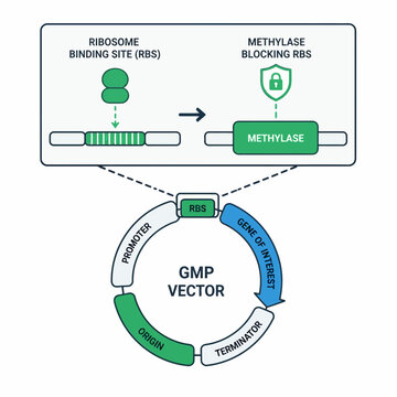 GMP Vector DNA Plasmid Map with RBS Methylase Detail