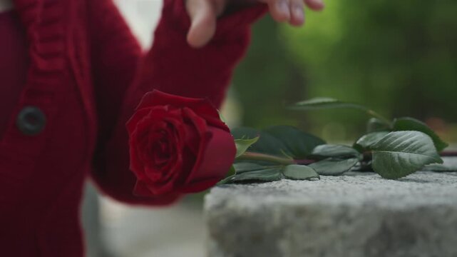 Close up of woman in red knitting sweater placing and arranging fresh rose on stone surface soft focus background with greenery. Red cardigan details like cable knit pattern and large